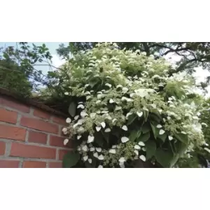 Thompson & Morgan Thompson and Morgan Hydrangea Petiolaris 9cm Pot x 2 Inc: