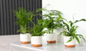 Green Houseplant Mix: Three Plants