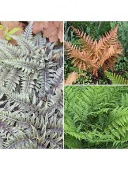 Colourful Hardy Fern Collection 3 Colours In 9Cm Pots