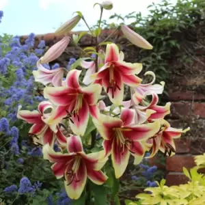 Yougarden Skyscraper Lily 'Matisse' x 5 Bulbs