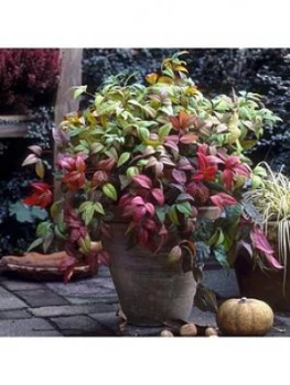 Nandina 'Firepower' 2L