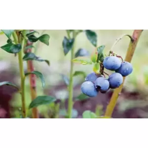 Thompson & Morgan Thompson and Morgan Blueberry Trio (Duke Bluecrop and Elliot) - 3 plants 1 of each