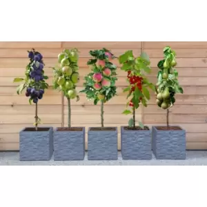 Thompson & Morgan Thompson and Morgan Mini Fruit Tree Collection - 3 Plants