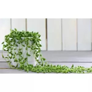 Thompson & Morgan Thompson and Morgan Senecio String of Pearls 8cm pot x 2