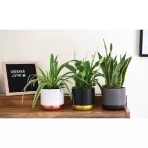 Thompson & Morgan Thompson and Morgan Purifying Plant Collection - 6 Plants Snake / Peace Lily / Spider Plant