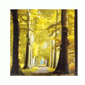 La Hacienda Woodland Path Outdoor Canvas