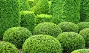 Buxus Sempervirens Box Hedging 9cm Pot, 10 Plants, Green