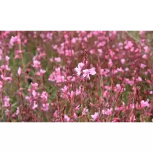 Thompson & Morgan Thompson and Morgan Gaura 'Baby Butterfly Dark Pink' 9cm pot - 1 plant