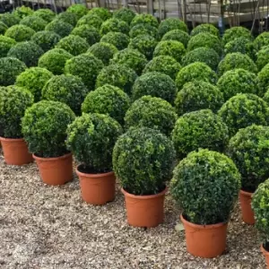 Thompson & Morgan Thompson and Morgan Buxus Sempervivum Ball (Diameter 28-30cm) 23cm Pot x 2 plants + 2 x pots biscotti