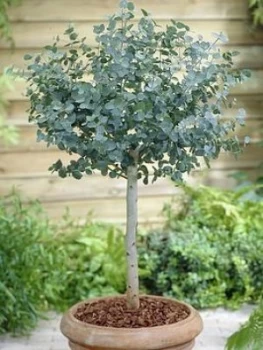 Eucalyptus Gunnii Standard 3L