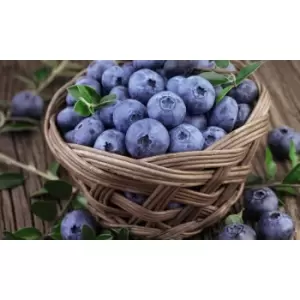 Thompson & Morgan Thompson and Morgan Blueberry Bluecrop 2 litre x 1