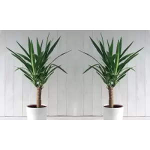 Thompson & Morgan Thompson and Morgan Yucca elephantipes (House Plant) 17cm x 1